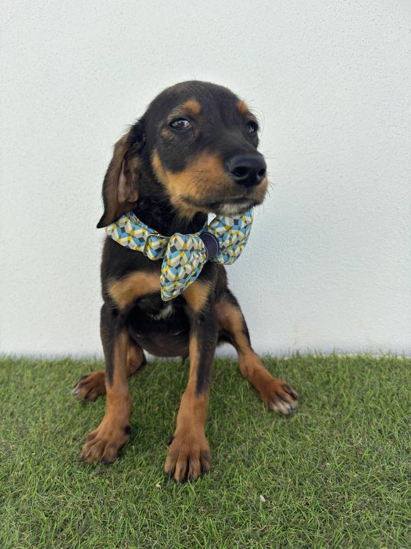 Cachorro resgatado pelo Cantinho da Esperança, à espera de adoção