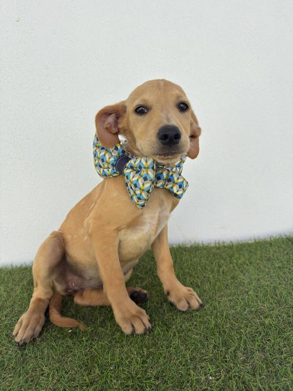 Cachorro resgatado pelo Cantinho da Esperança, à espera de adoção