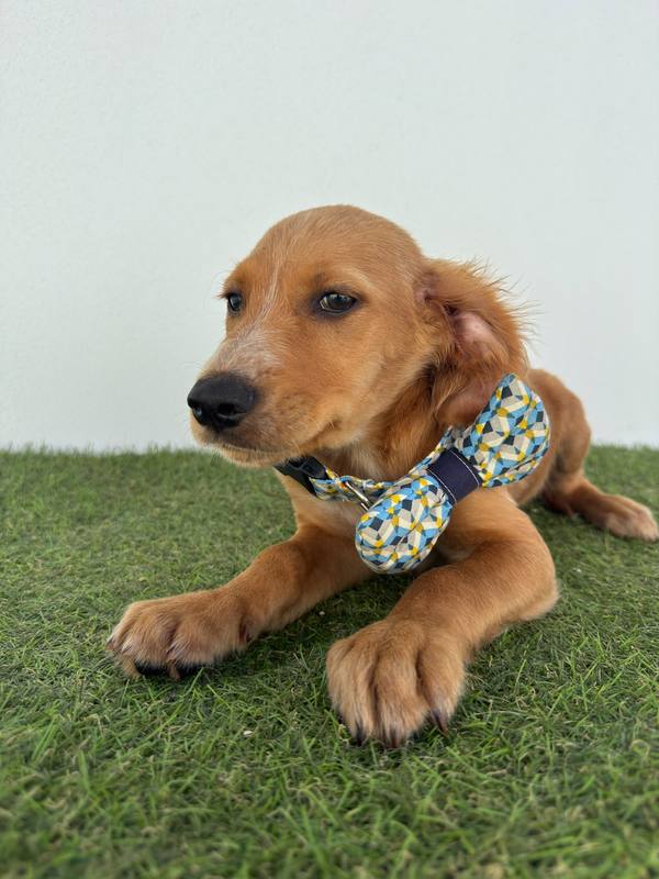 Cachorro resgatado pelo Cantinho da Esperança, à espera de adoção