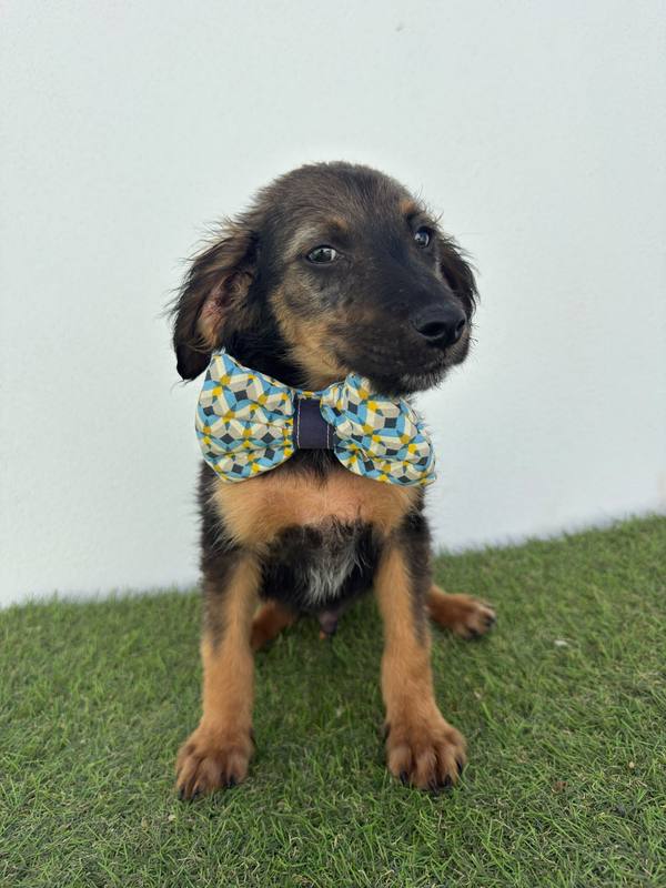 Cachorro resgatado pelo Cantinho da Esperança, à espera de adoção