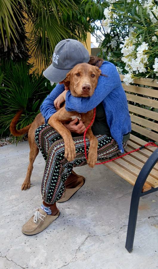 Cão a abraçar Maria José, acolhido no Cantinho da Esperança